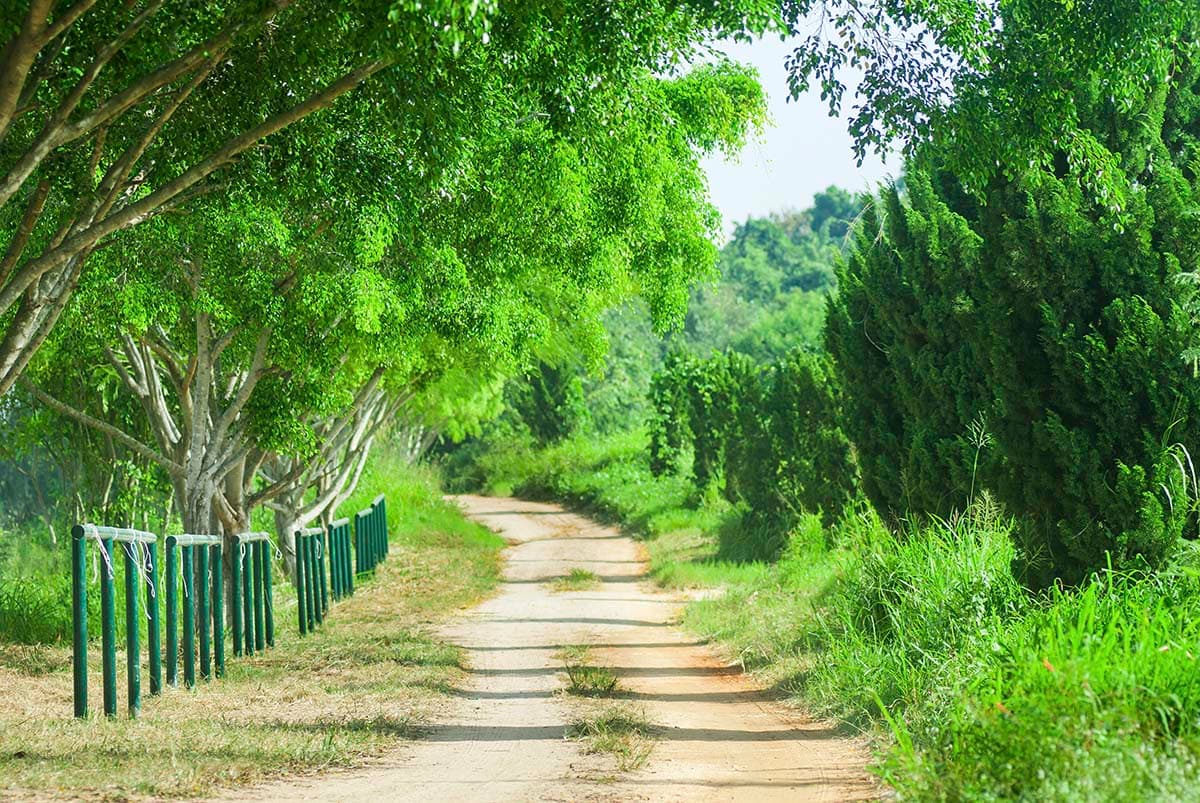 Dirt Road with Trees and Grass Nature Wallpaper pattern detail
