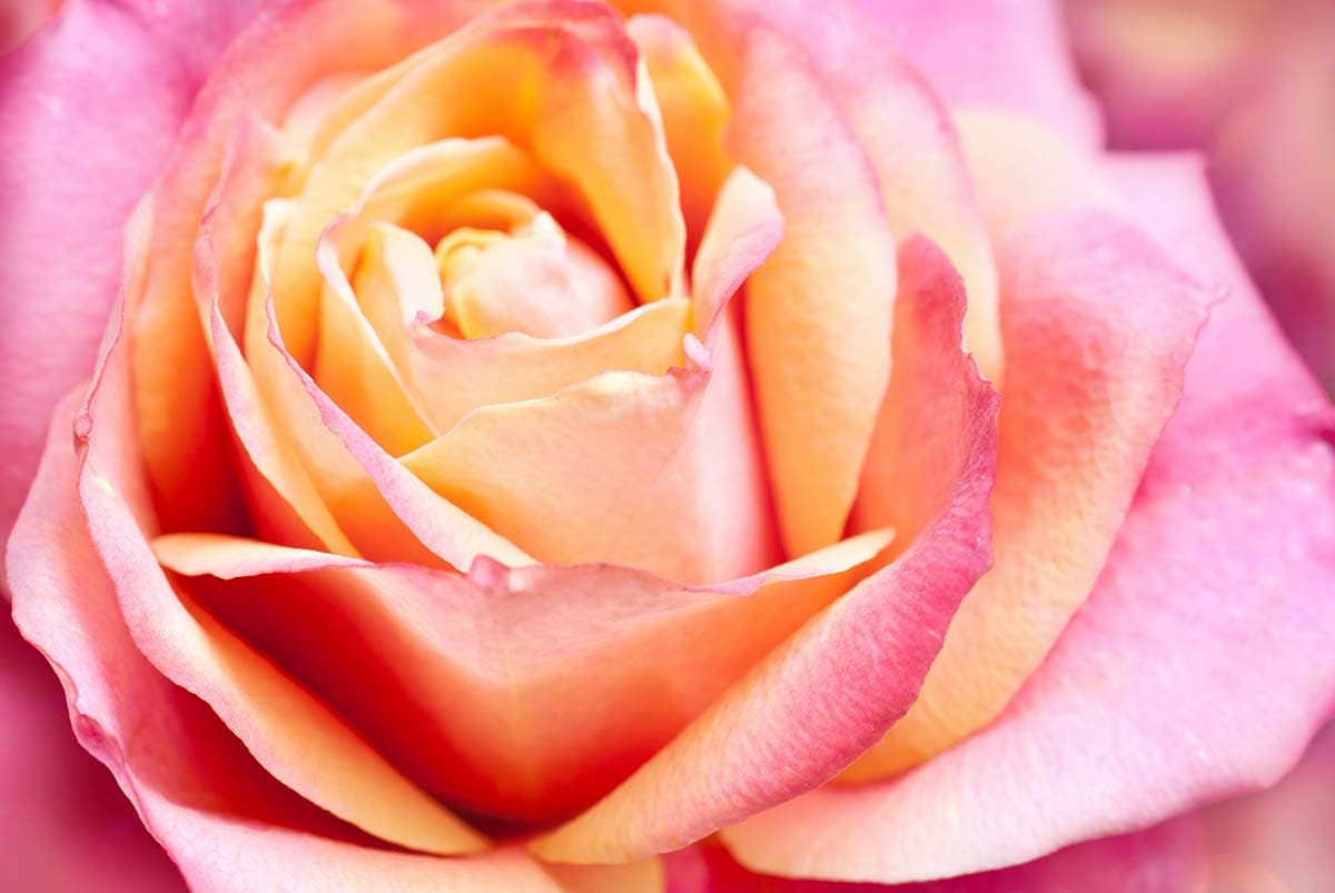 Beautiful Rose Wallpaper for Wall pattern detail