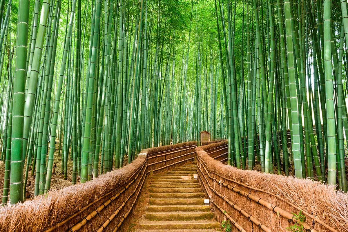Bamboo Forest Wallpaper for Walls, Forest Bamboo Mural pattern detail