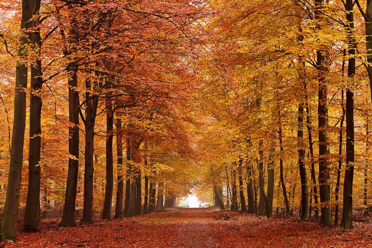Orange and Yellow Leaves Trees, Forest Wallpaper for Walls pattern detail