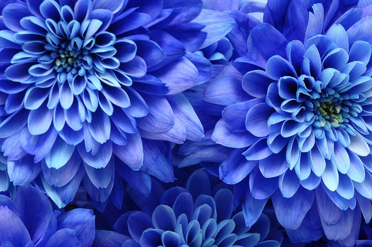 3D Effect Blue Chrysanthemums Wallpaper for Walls pattern detail