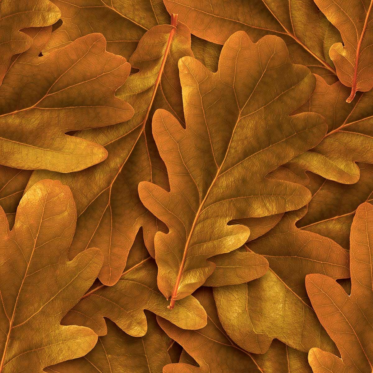 Wallpaper for House Wall, 3D Leaves pattern detail