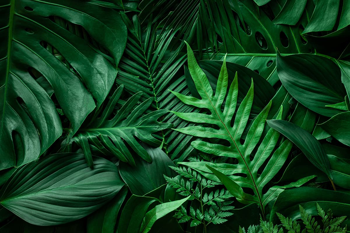 Beautiful Green Leaf Wallpaper for Walls pattern detail