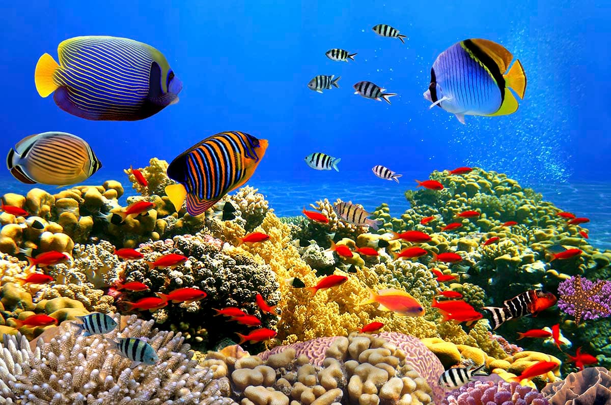 Aqua Reef Dreamscape Mural pattern detail