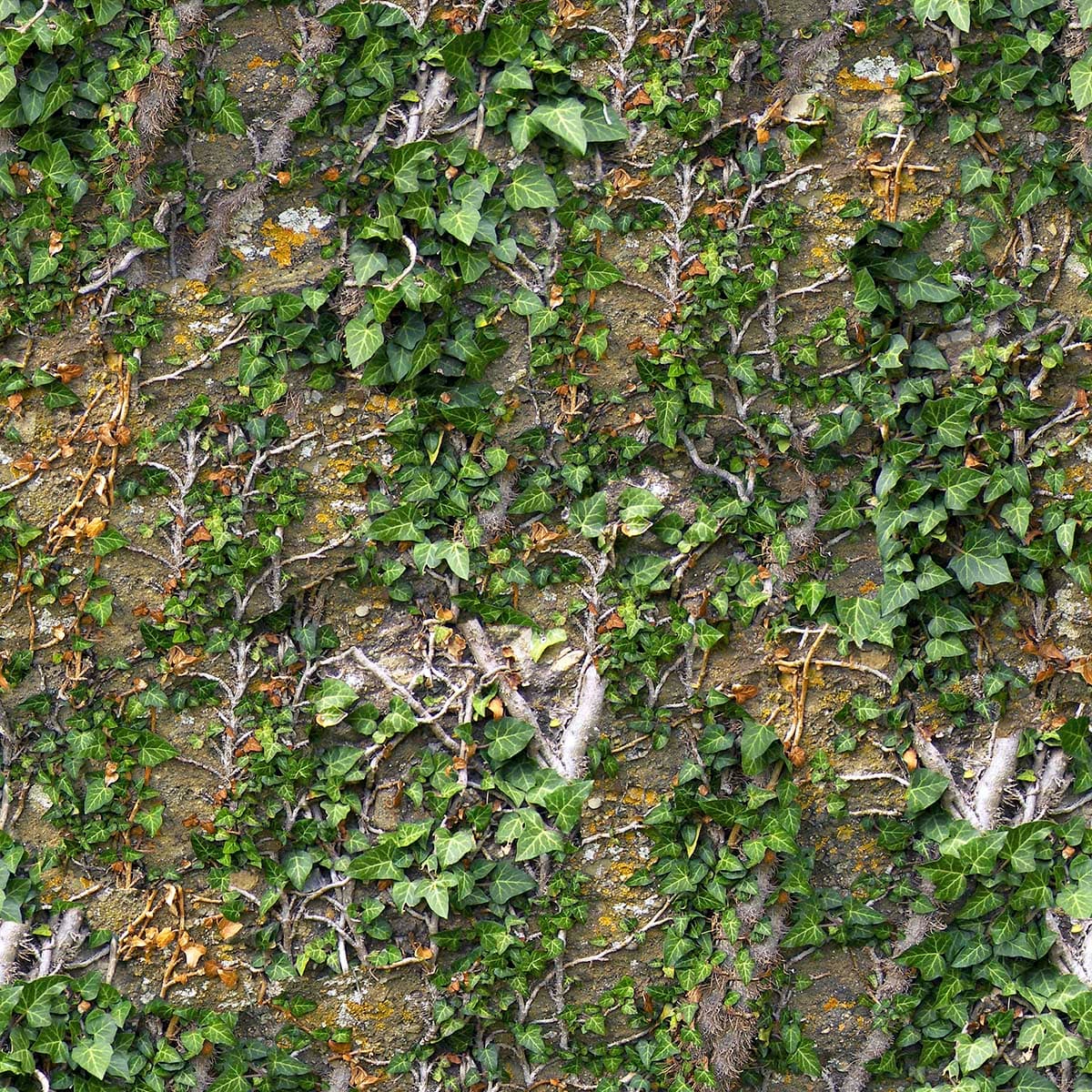 A wall covered with ivy pattern detail