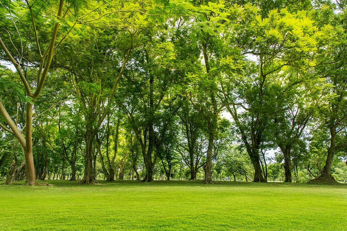 A green grass field with trees pattern detail