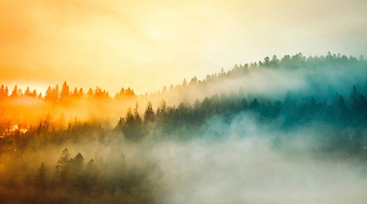 Elegant Nature Foggy Background Wall Wallpaper pattern detail