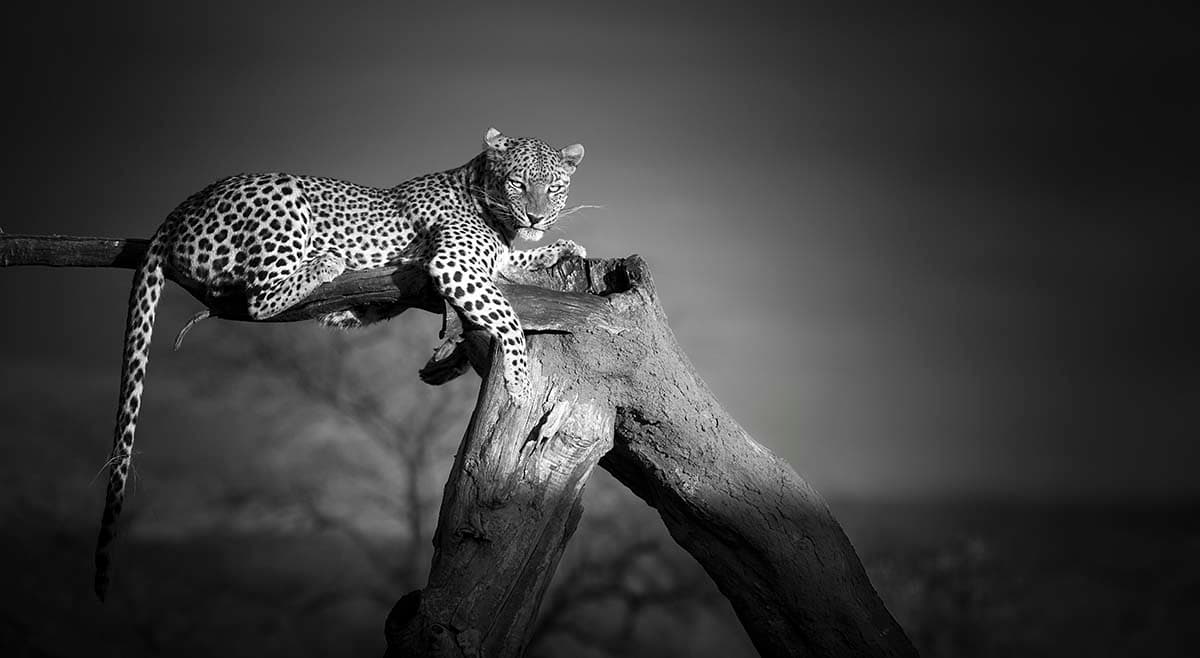 Leopard on Tree Branch Wildlife Nature Scene wallpaper pattern detail