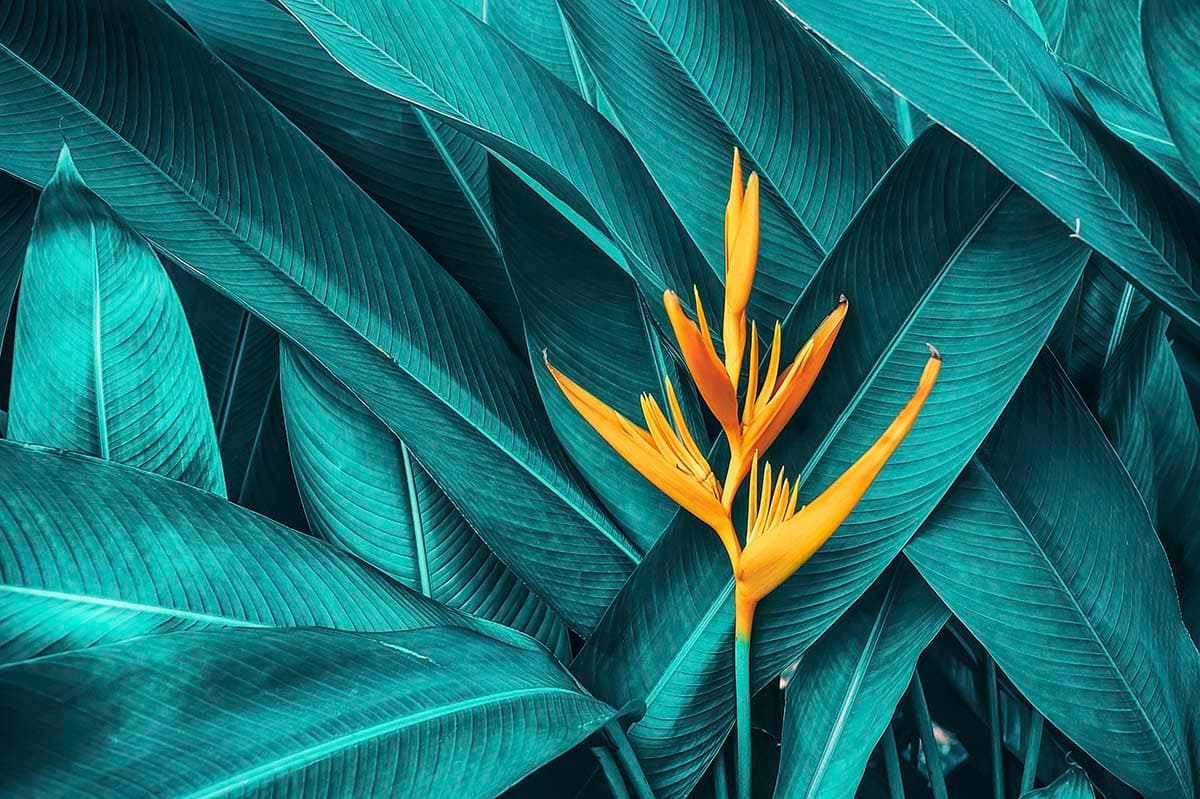 Fresh Yellow Flower on Plant Decorative Wallpaper pattern detail