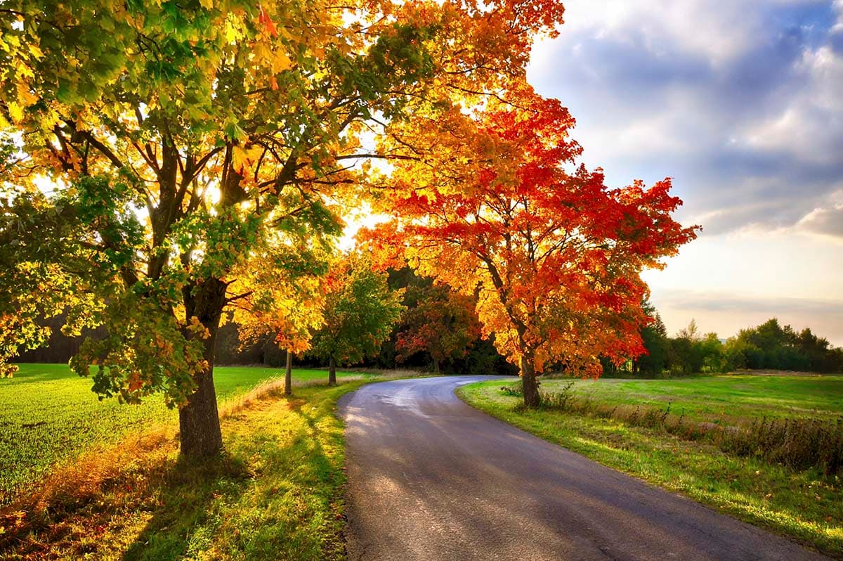 A road with trees and grass pattern detail