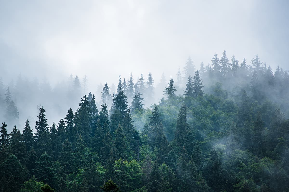 Nature Foggy Forest Trees Pattern Design Wallpaper pattern detail