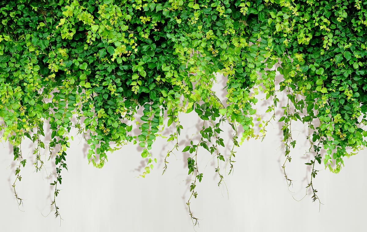Balcony Green Creepers Wall Decor Design Wallpaper pattern detail