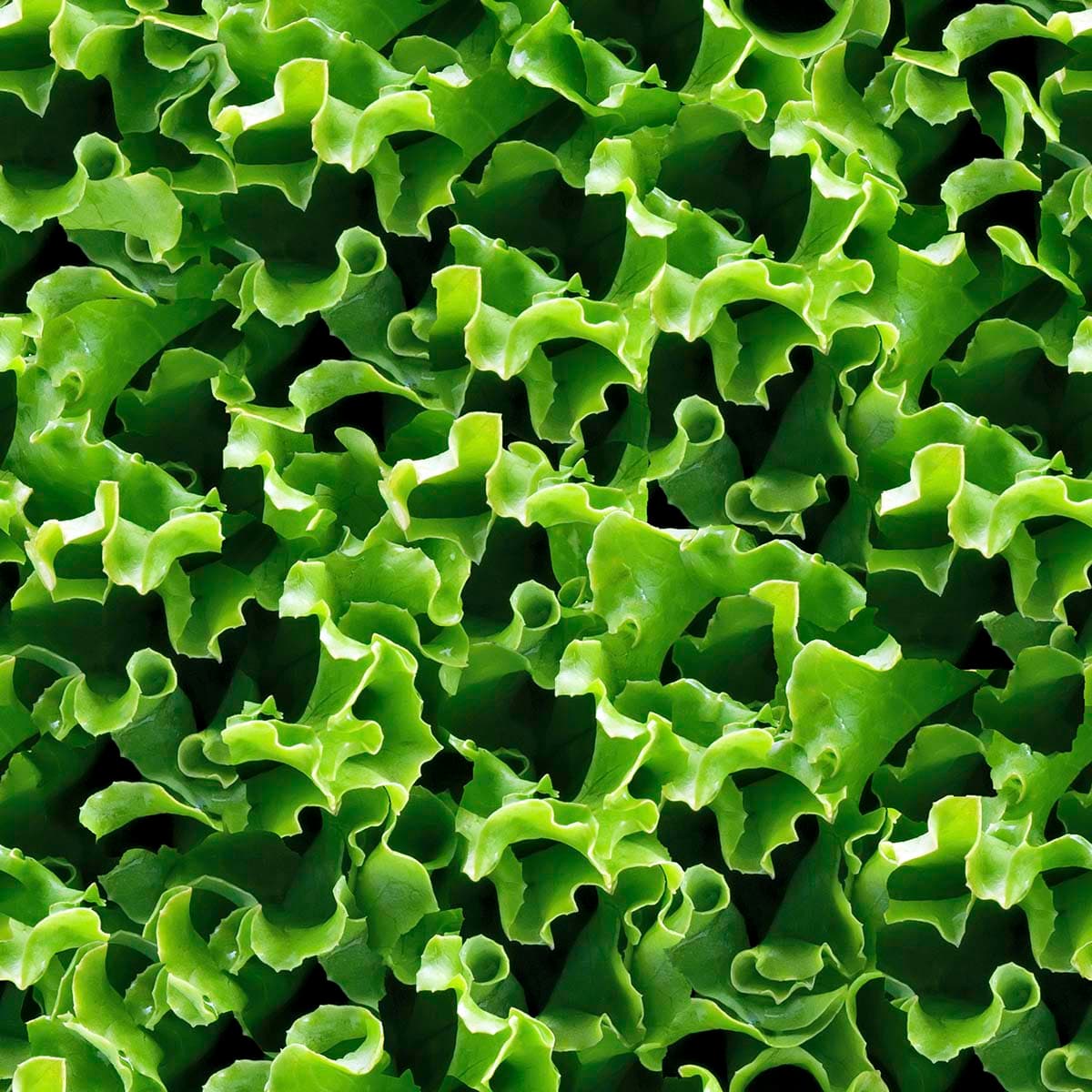 3D Wallpaper for Kitchen of Green Leaves pattern detail