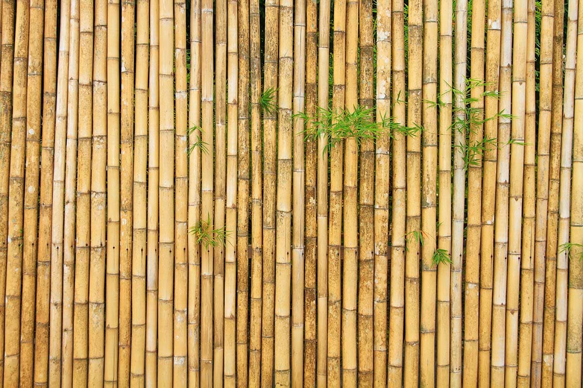 Bamboo Wallpaper for Wall, Yellow Bamboo with Leaves pattern detail