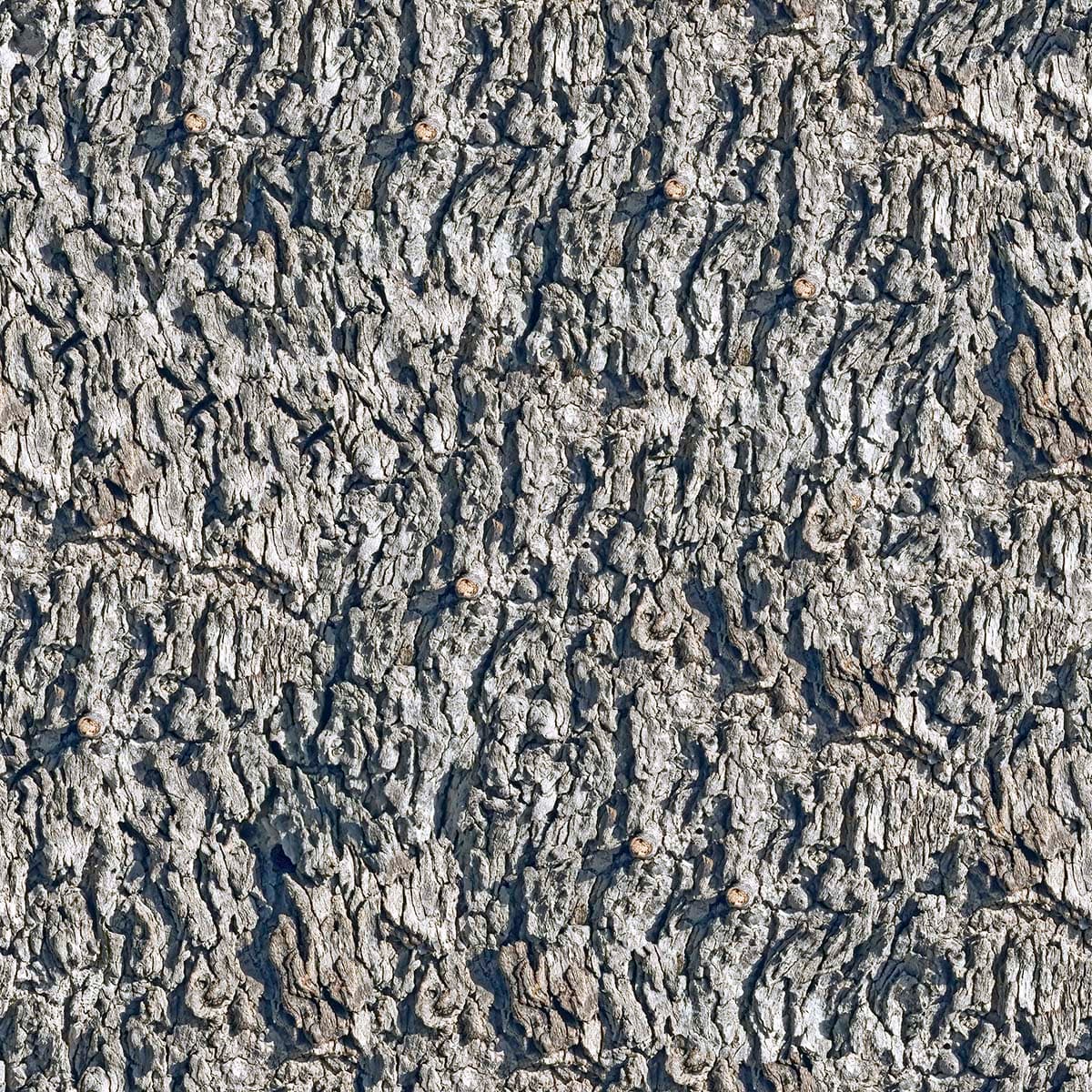A close-up of a tree bark pattern detail