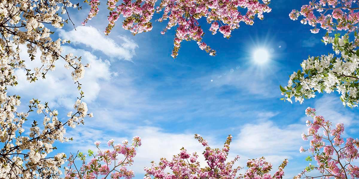 Blue Sky and Flowers Wallpaper for Walls pattern detail