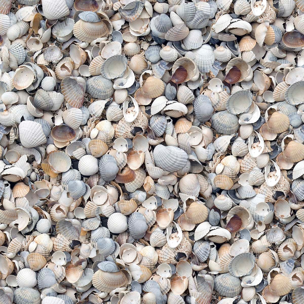 A pile of shells on the ground pattern detail