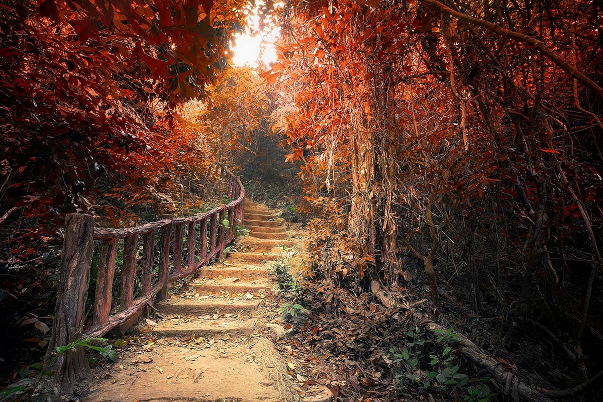 A stairs leading up to a forest pattern detail