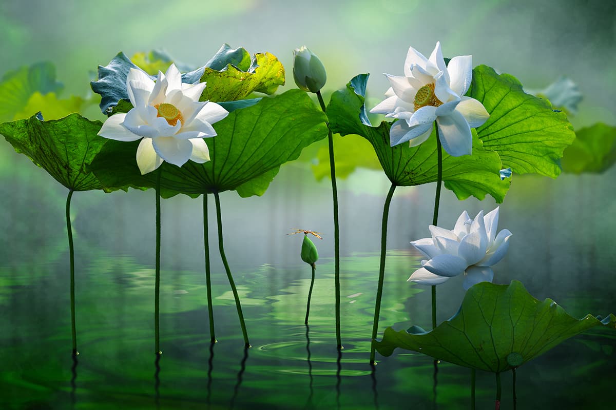 Modern Large White Lotus Nature Style Wallpaper pattern detail