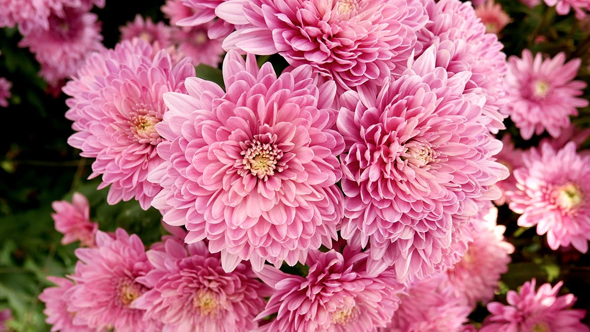 Chrysanthemum Bloom Bliss Wallpaper pattern detail