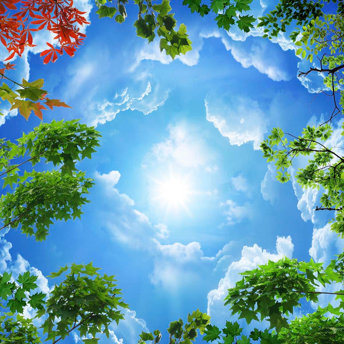 Mesmerizing Clouds and Trees Wallpaper for Ceiling pattern detail