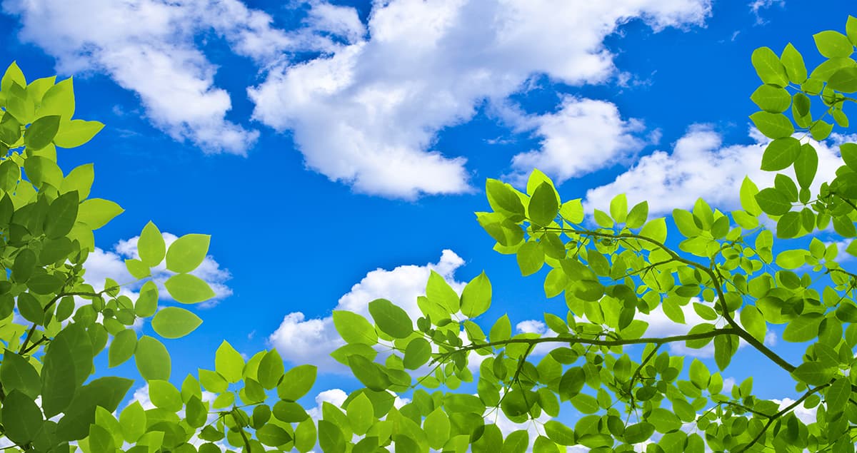Green Leaves and Blue Sky with Clouds Ceiling Wallpaper pattern detail