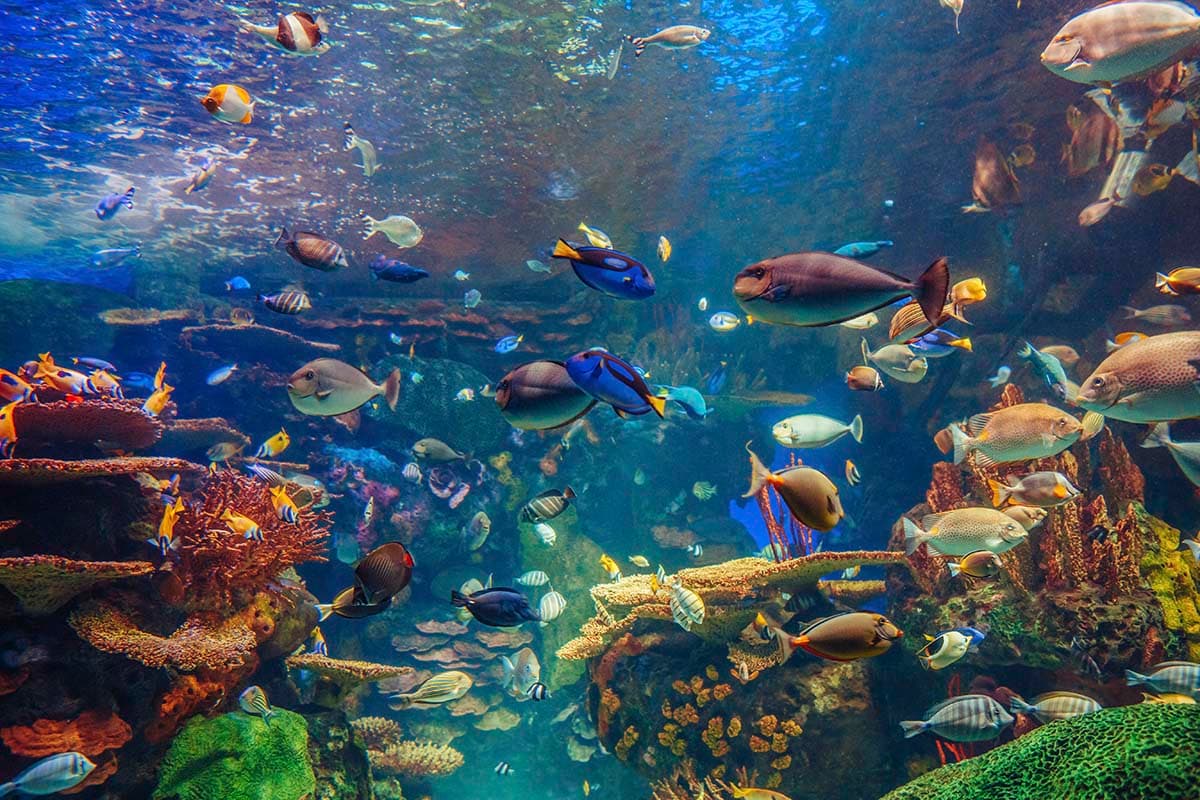 Deep Blue Marine Life Escape Wallpaper pattern detail