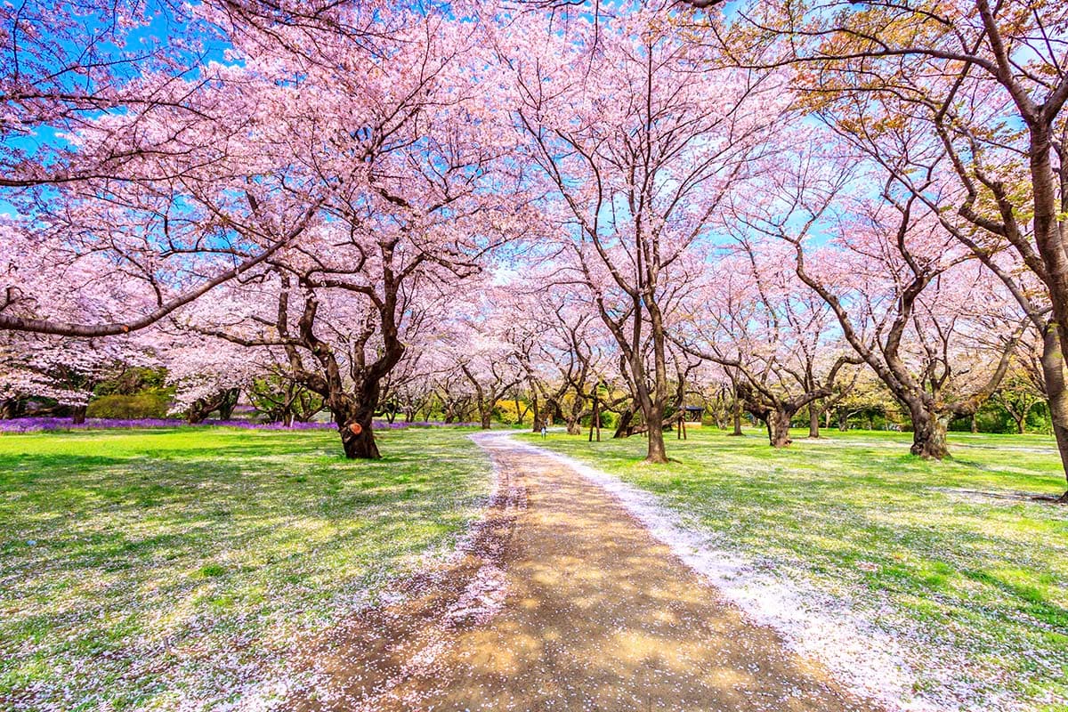 Cherry Blossom Path with Pink Flower Trees Scenic Nature Wallpaper pattern detail