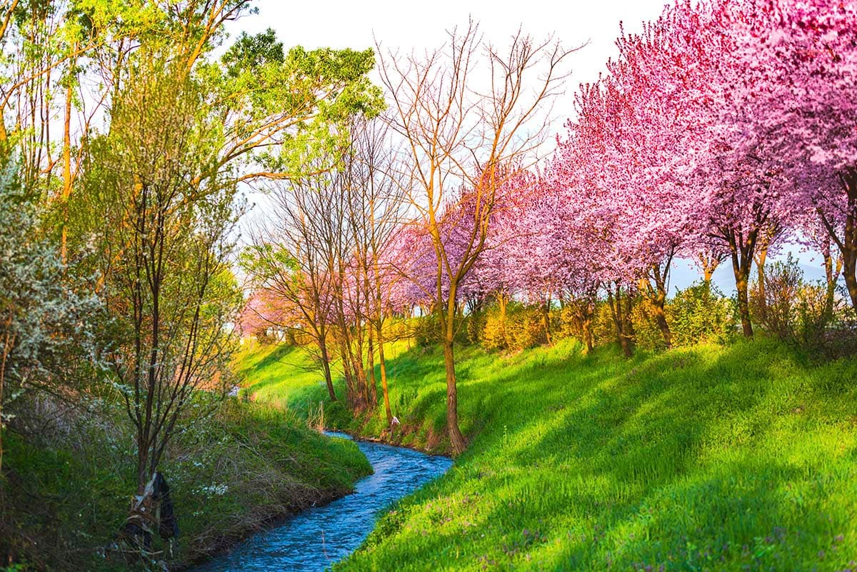Natural Stream Flowing Through Green Field Wallpaper pattern detail