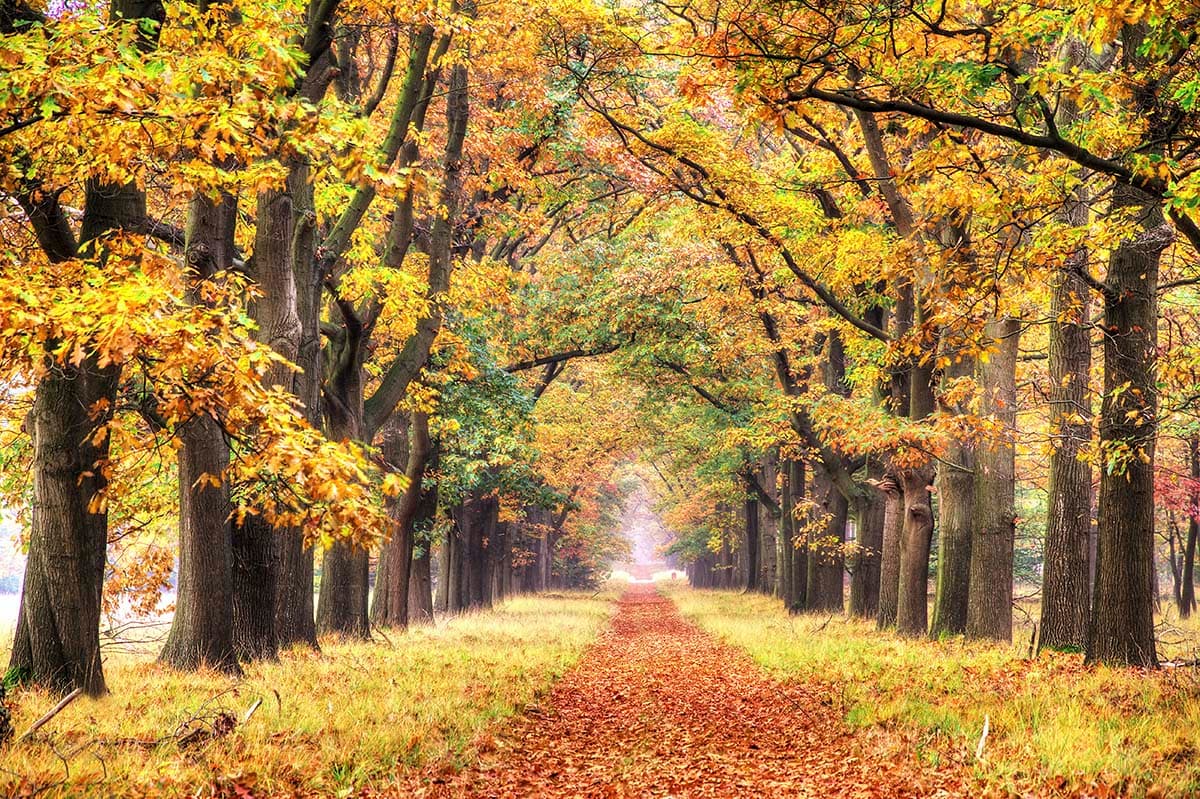 Leafy Lane Landscape Wallpaper Mural pattern detail