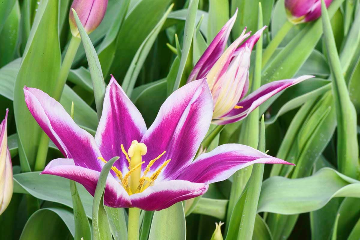 Beautiful Purple Tulip Bloom Close Up Floral Wallpaper pattern detail