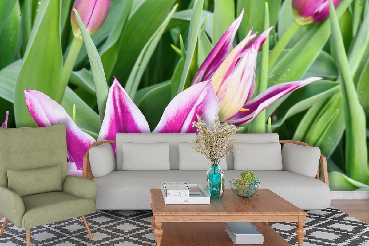 Beautiful Purple Tulip Bloom Close Up Floral Wallpaper shown in a room