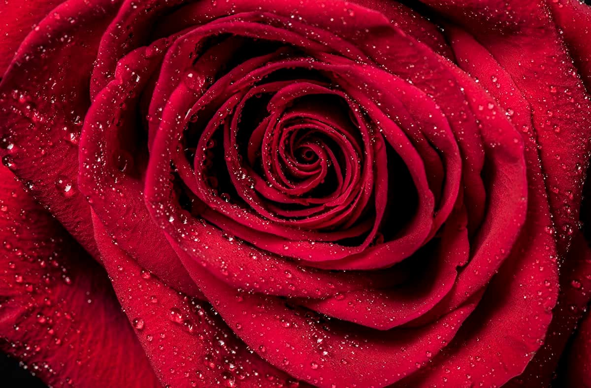 Romantic 3d Wallpaper for Bedroom Walls, Close up of a red rose pattern detail