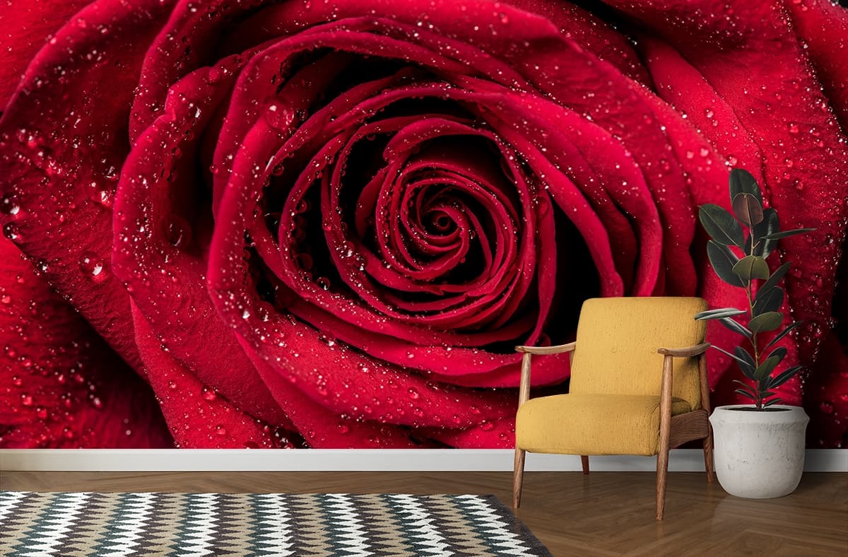 Romantic 3d Wallpaper for Bedroom Walls, Close up of a red rose shown in a room