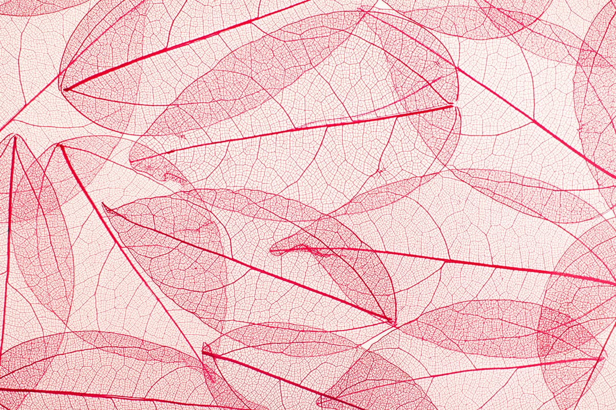 A Wallpaper Mural of Pink Leaves pattern detail