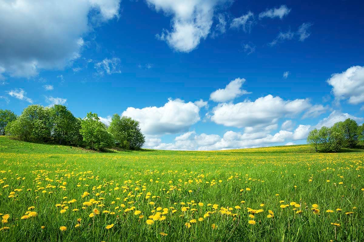 A field of yellow flowers and trees pattern detail