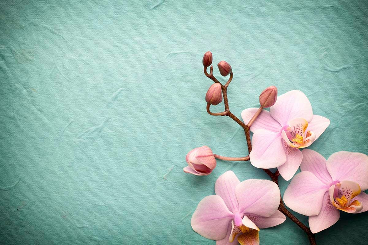 Aesthetic Blooming Flowers Design Wallpaper pattern detail