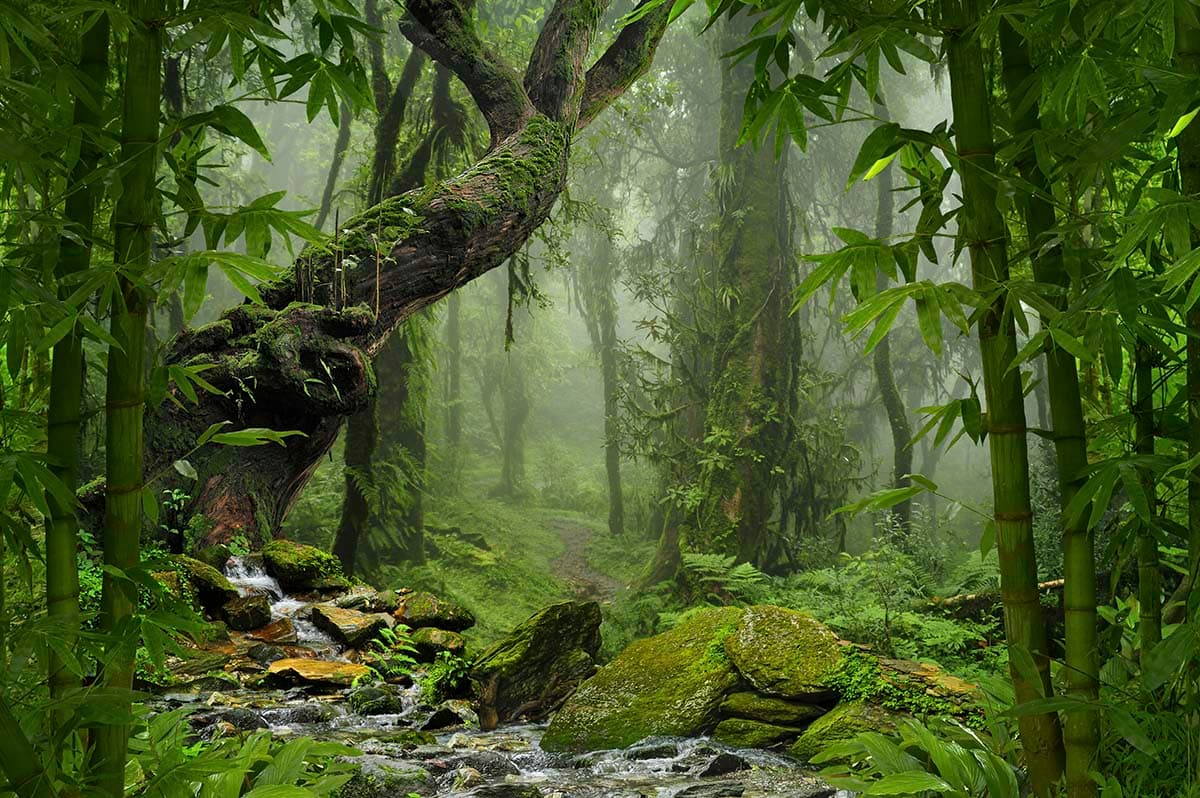 Lush Green Forest Wallpaper for Walls pattern detail