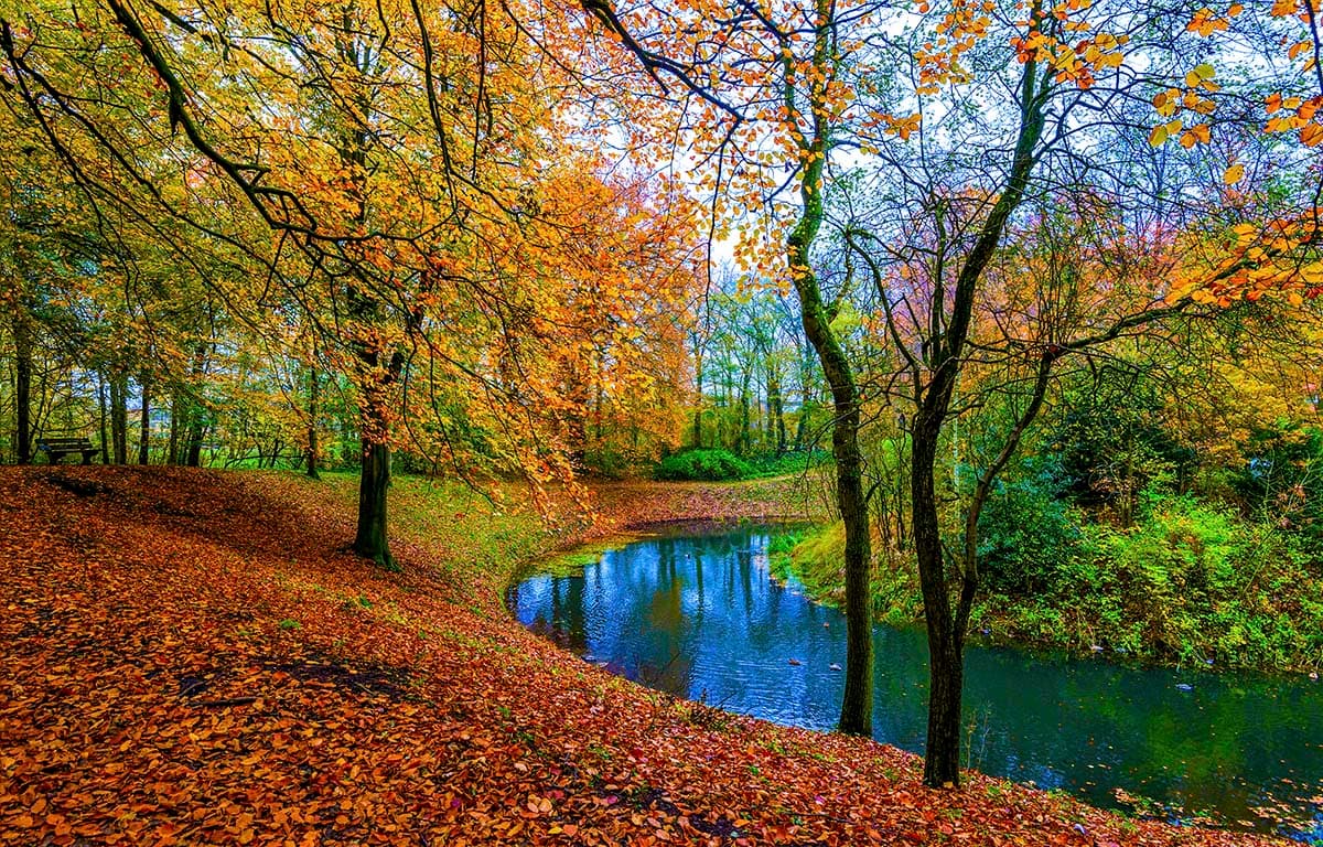 River and Trees, Forest Wallpaper for Walls pattern detail