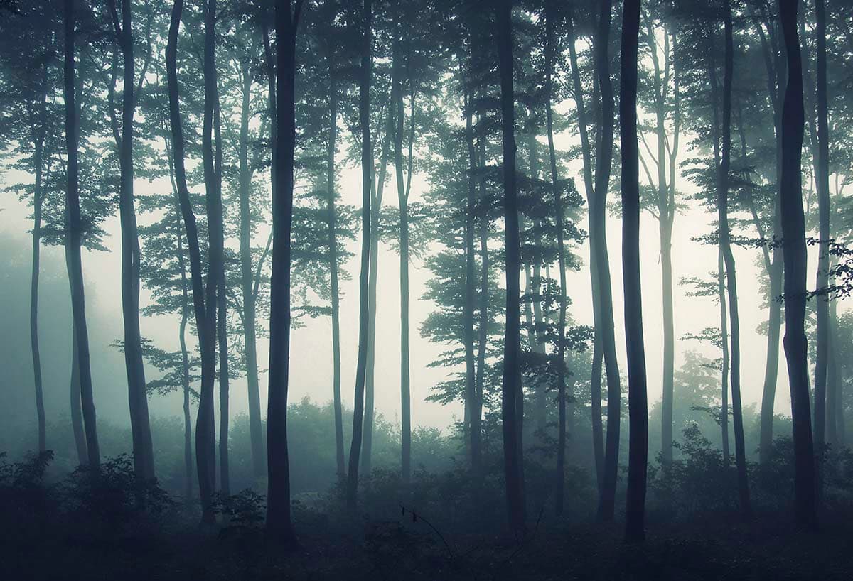 Nature Foggy Forest Scene Pattern Wall Wallpaper pattern detail