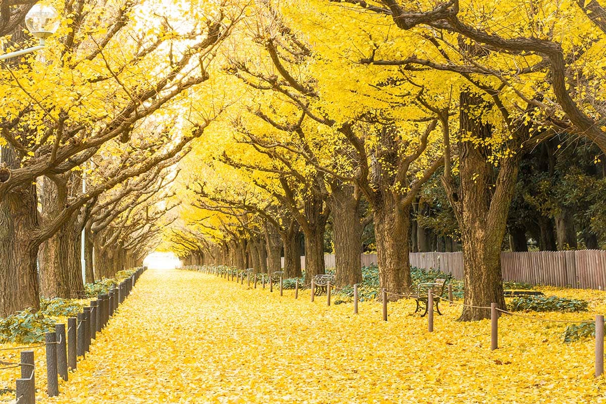 Autumn Path with Yellow Leaves Nature Wallpaper Design pattern detail