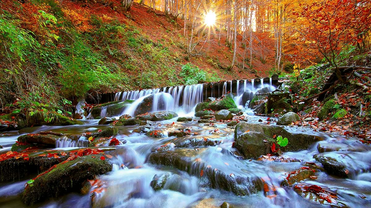 Waterfall in a Forest Wallpaper for Walls pattern detail