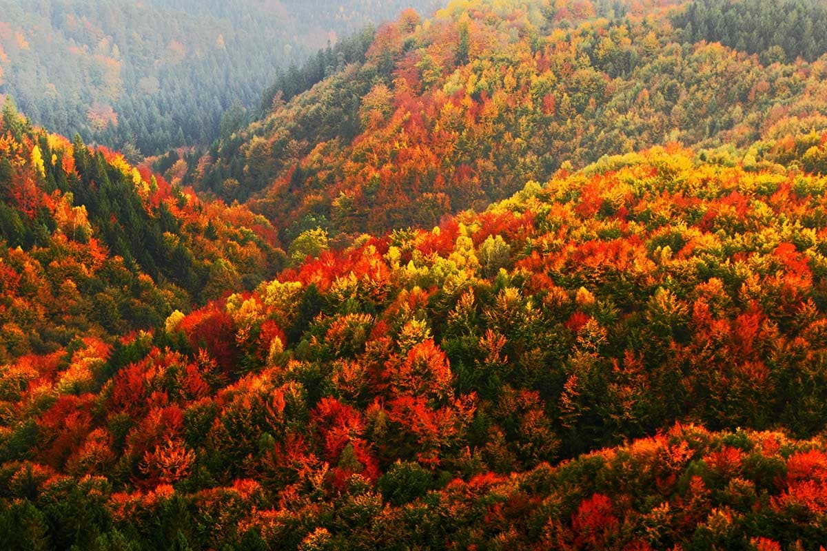 A colorful trees on a hillside pattern detail