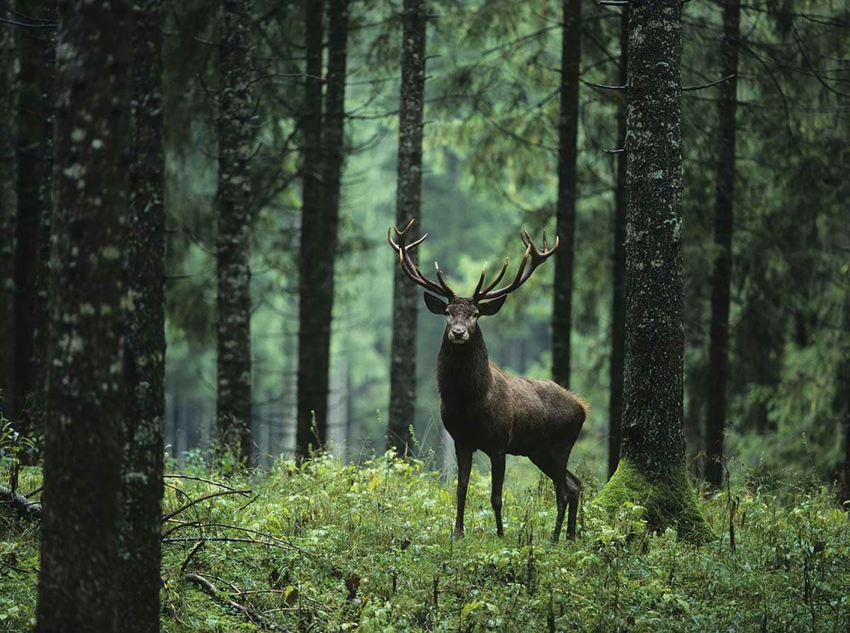 Deer in The Woods, Forest Wallpaper for Walls pattern detail
