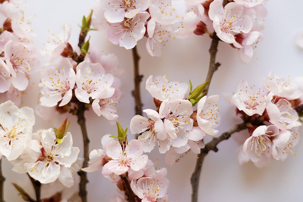 Pink Flowers on Branch Botanical Design wallpaper pattern detail