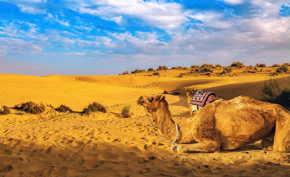 Beautiful Brown Camel on Sunny Sand Dunes Wallpaper pattern detail