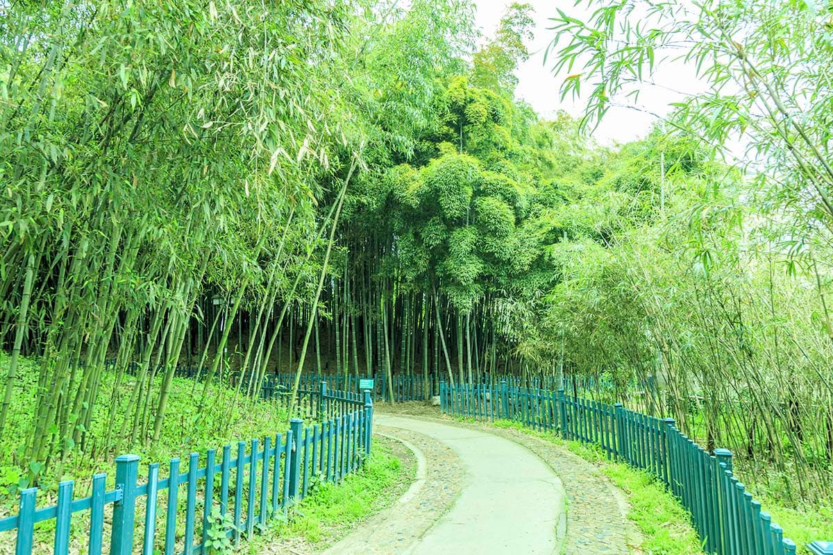 Bamboo Wallpaper for Walls, Green Forest Bamboo pattern detail