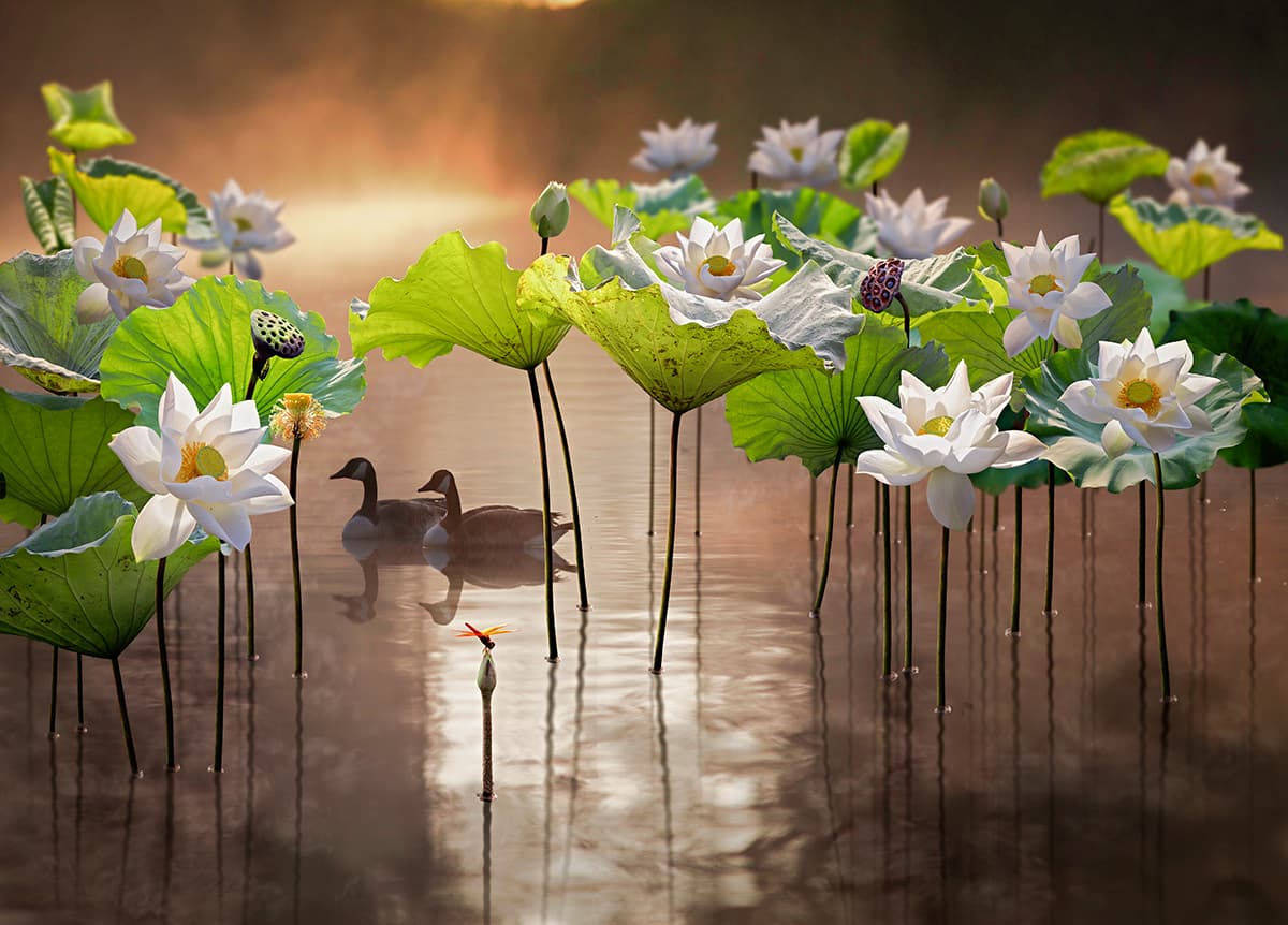 A couple of ducks in a pond with white flowers pattern detail