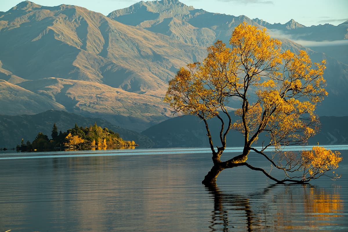 Serene Tree Reflection in Water Nature Wallpaper pattern detail