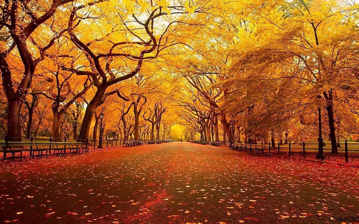 Elegant Scenic Road with Yellow Trees Wallpaper pattern detail